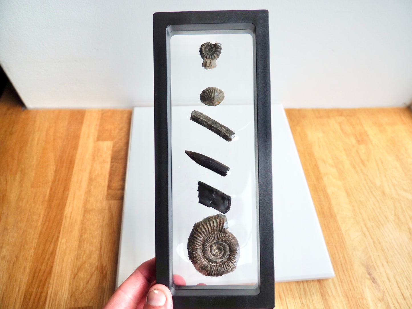 Multi Fossil Display Piece