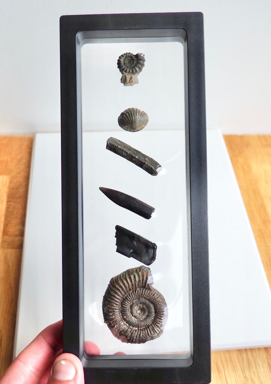 Multi Fossil Display Piece