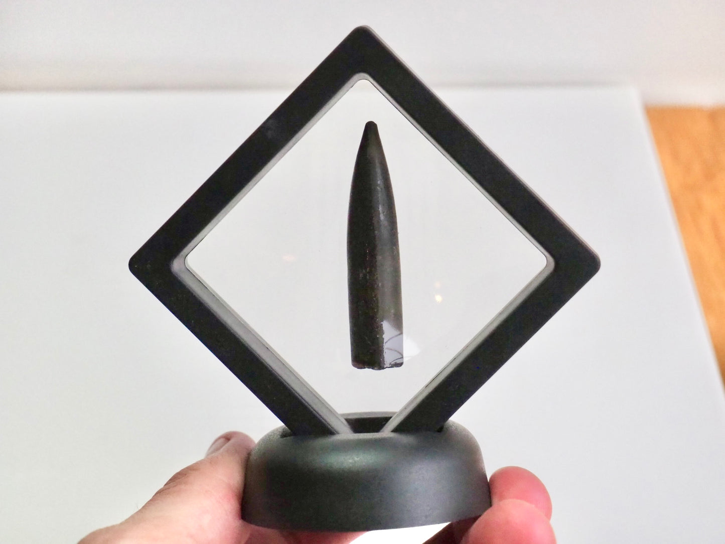 Belemnite Display Piece