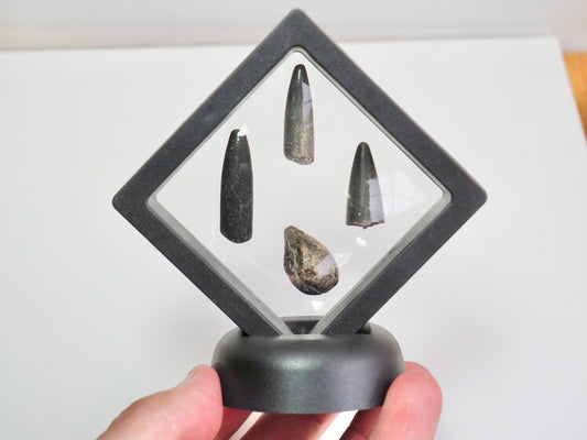 Belemnite & Bivalve Display Piece