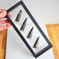 Multi Belemnite Display Piece