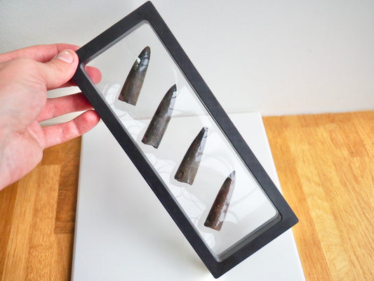 Multi Belemnite Display Piece