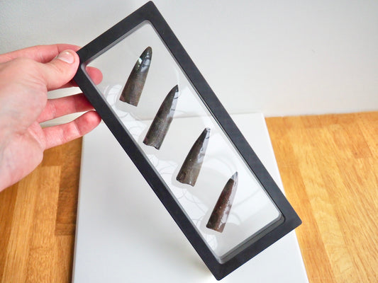 Multi Belemnite Display Piece