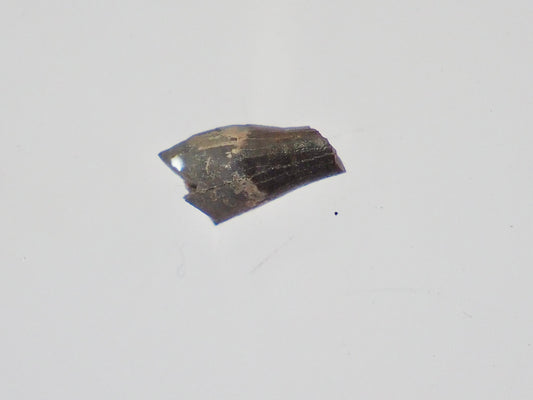 Ichthyosaur Tooth