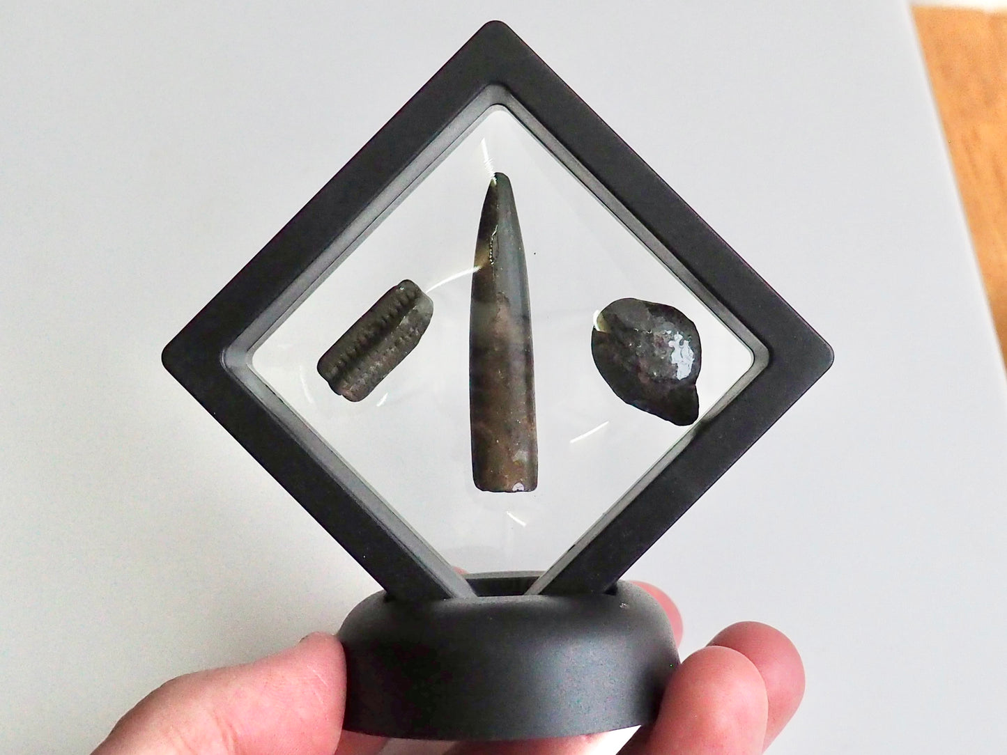 Fossil Display Piece