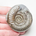 Catacoeloceras Ammonite Fossil – Whitby Yorkshire Coast – Jurassic