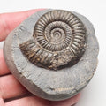 Dactylioceras Ammonite Fossil for Sale – Whitby Yorkshire Coast Jurassic