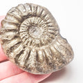 Pleuroceras Hawskerense Ammonite – Whitby Jurassic Fossil – Yorkshire Coast