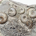 Eleganticeras Ammonite Fossil – Whitby Yorkshire Coast – Jurassic