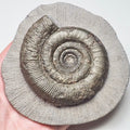 Tenuicostatum Dactylioceras Ammonite Fossil for Sale – Whitby Yorkshire Coast Jurassic