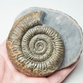 Dactylioceras Ammonite Fossil – Whitby Yorkshire Coast – Jurassic