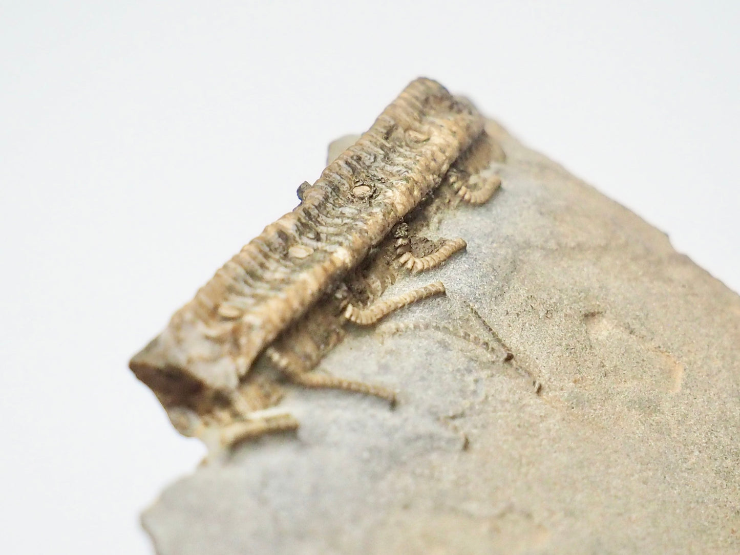 Rare Hispidocrinus Scalaris Crinoid