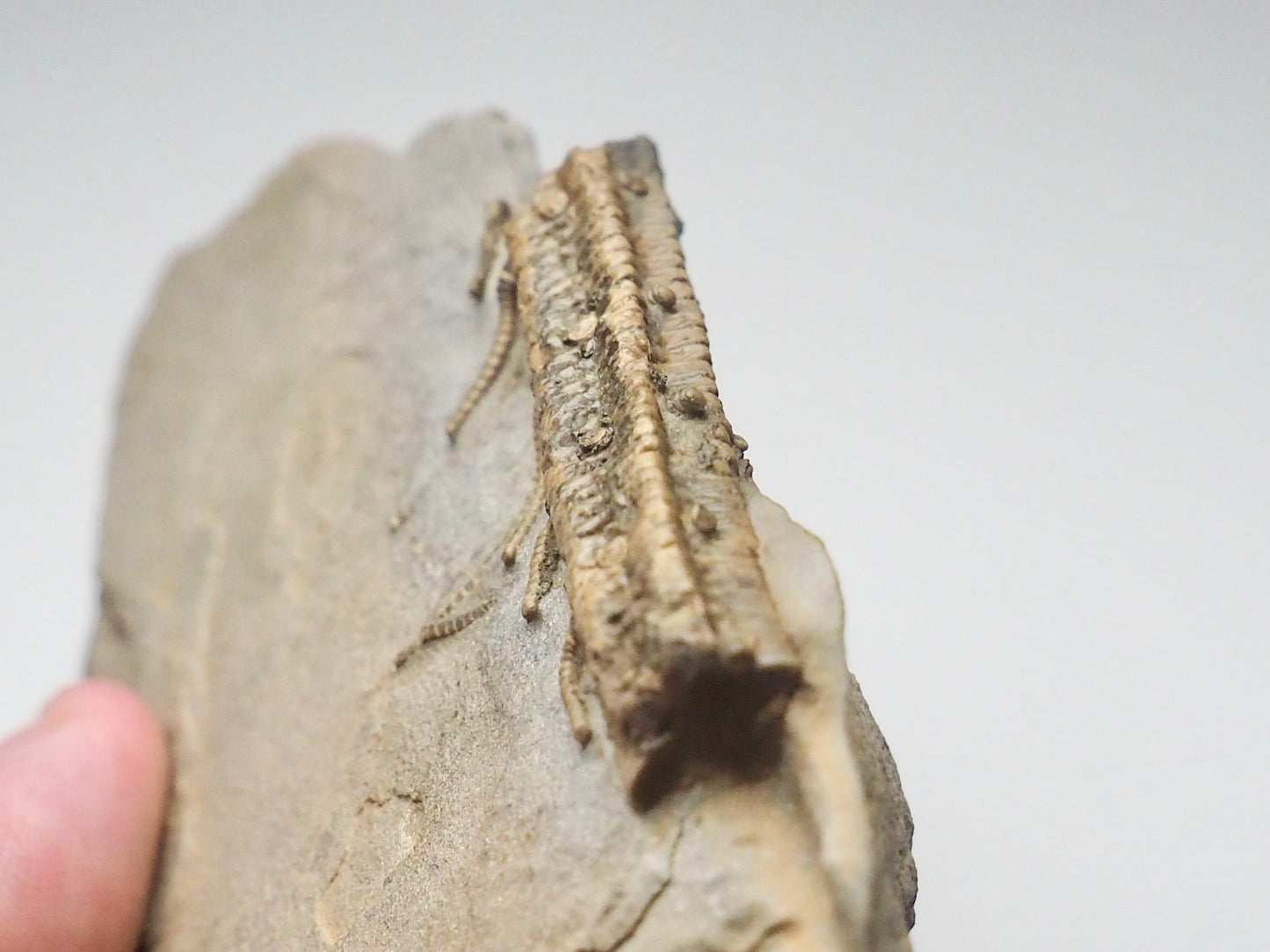 Rare Hispidocrinus Scalaris Crinoid