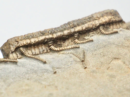 Rare Hispidocrinus Scalaris Crinoid