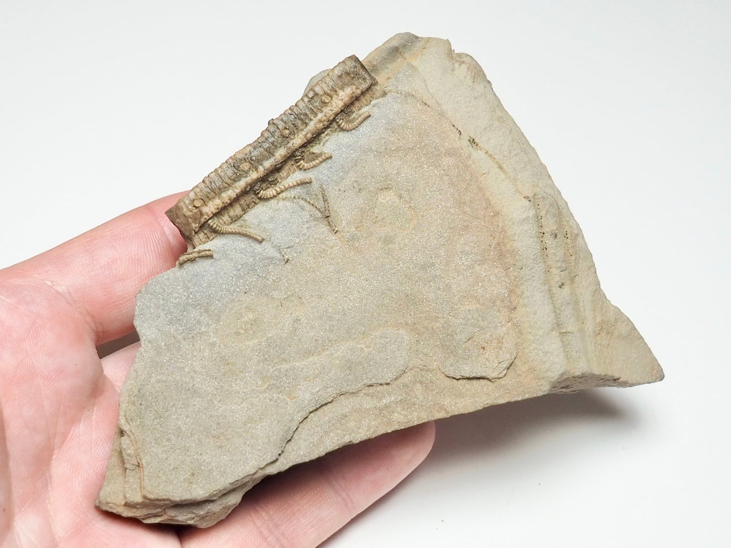 Rare Hispidocrinus Scalaris Crinoid