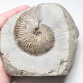 Pseudolioceras Ammonite Fossil – Whitby Yorkshire Coast – Jurassic