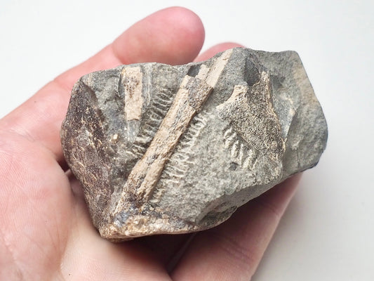 Ichthyosaur Ribs