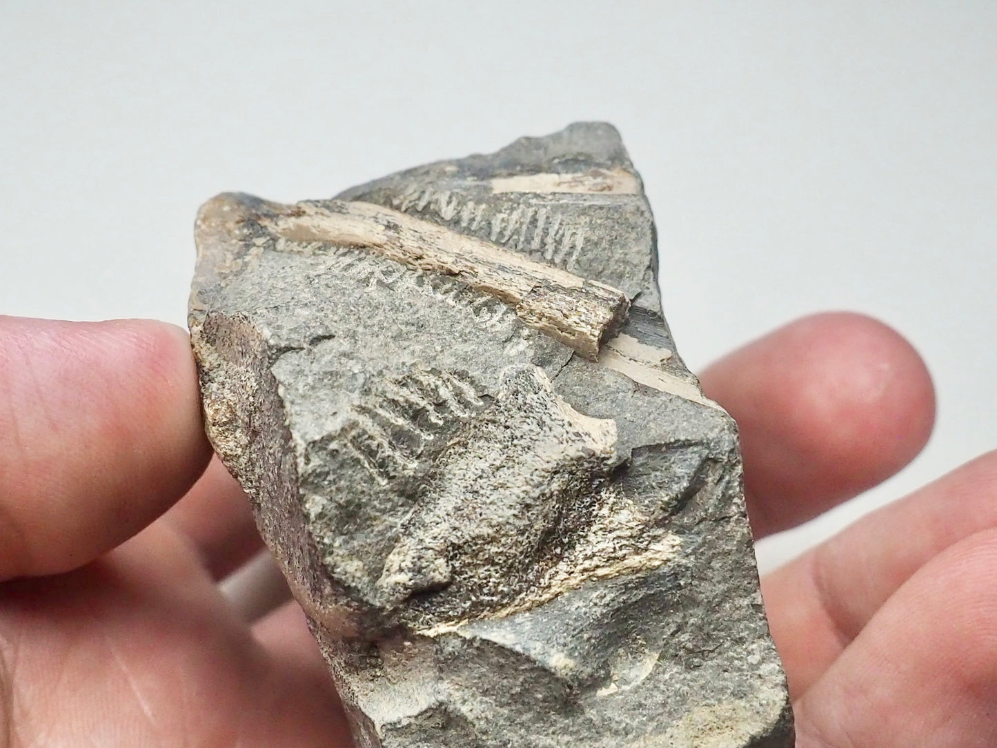 Ichthyosaur Ribs