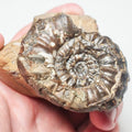 Androgynoceras Ammonite – Whitby Jurassic Fossil – Yorkshire Coast