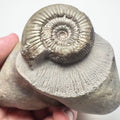 Peronoceras Ammonite Fossil – Whitby Yorkshire Coast – Jurassic