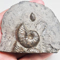 Pseudolioceras Ammonite Fossil – Whitby Yorkshire Coast – Jurassic