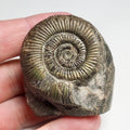 Whitby Dactylioceras Semicelatum Ammonite Fossil – Yorkshire Coast Jurassic