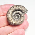 Peronoceras Ammonite Fossil – Whitby Yorkshire Coast – Jurassic