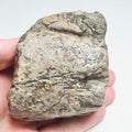 Ichthyosaur Jaw Bone – Whitby Yorkshire Coast – Jurassic