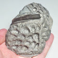 Steneosaurus Crocodile Scutes Fossil – Whitby Yorkshire Coast – Jurassic