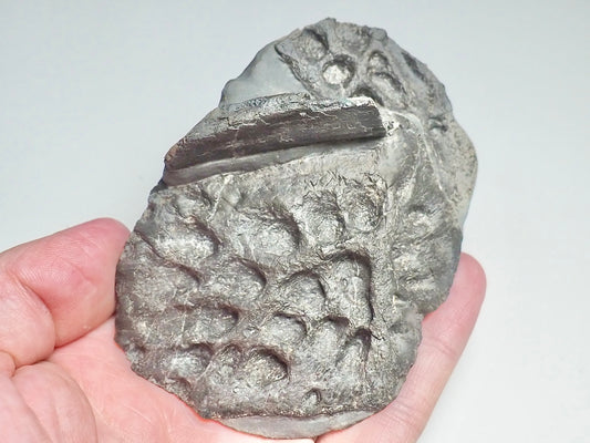 Steneosaurus Crocodile Scutes