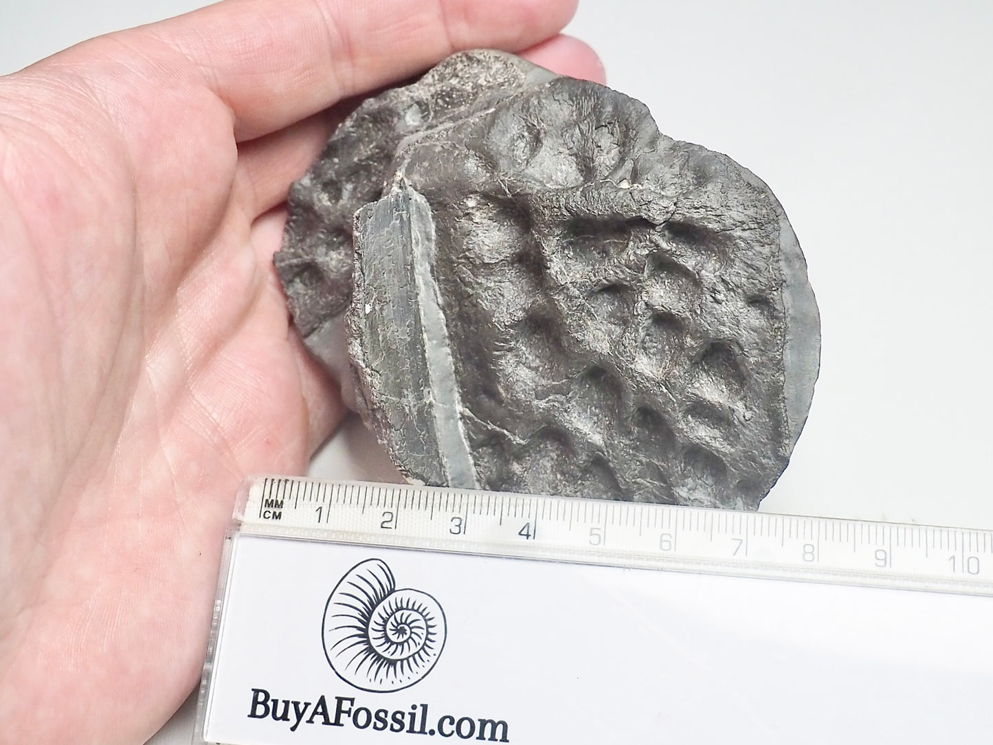 Steneosaurus Crocodile Scutes