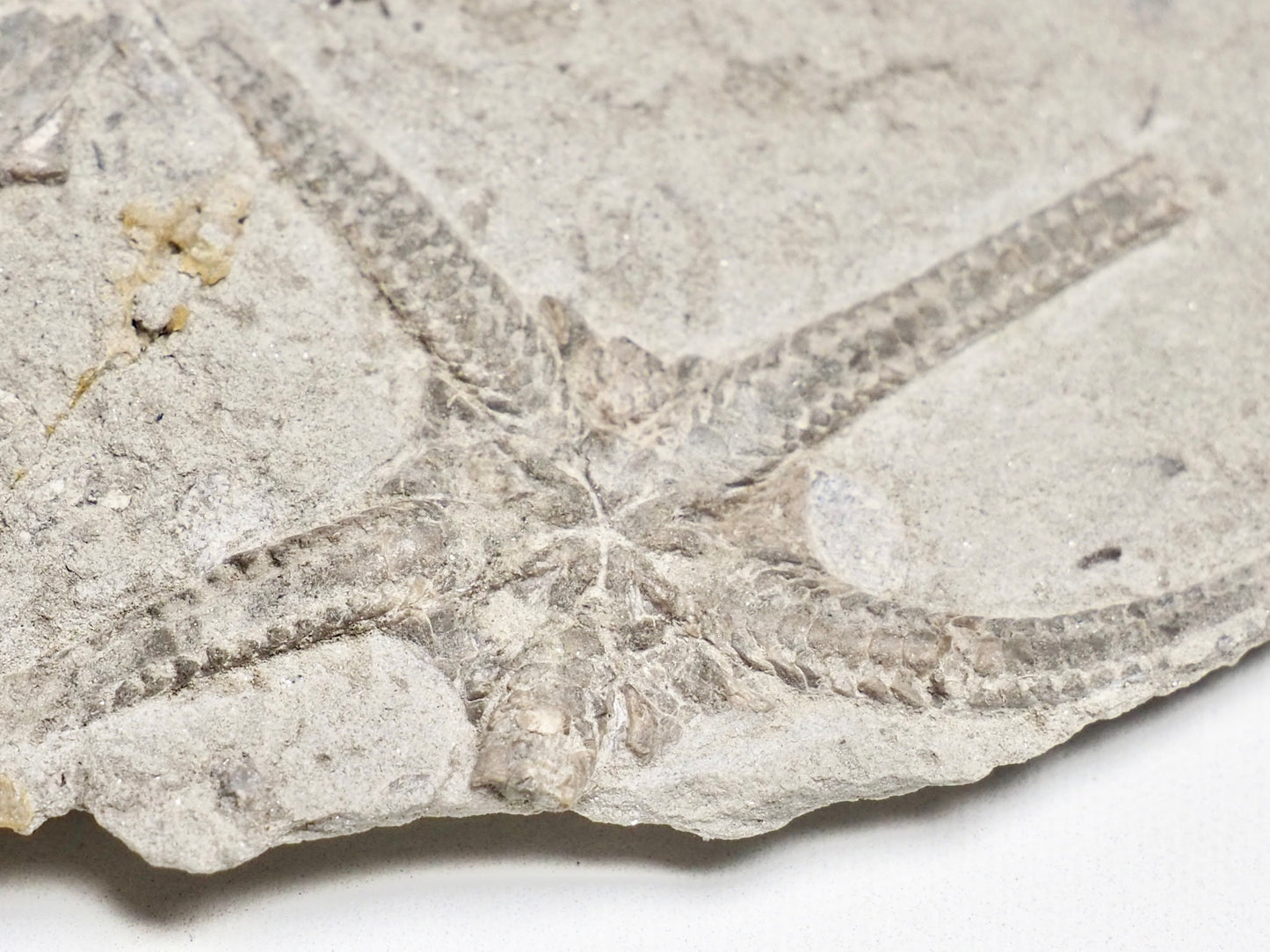 Palaeocoma Milleri - Brittlestar