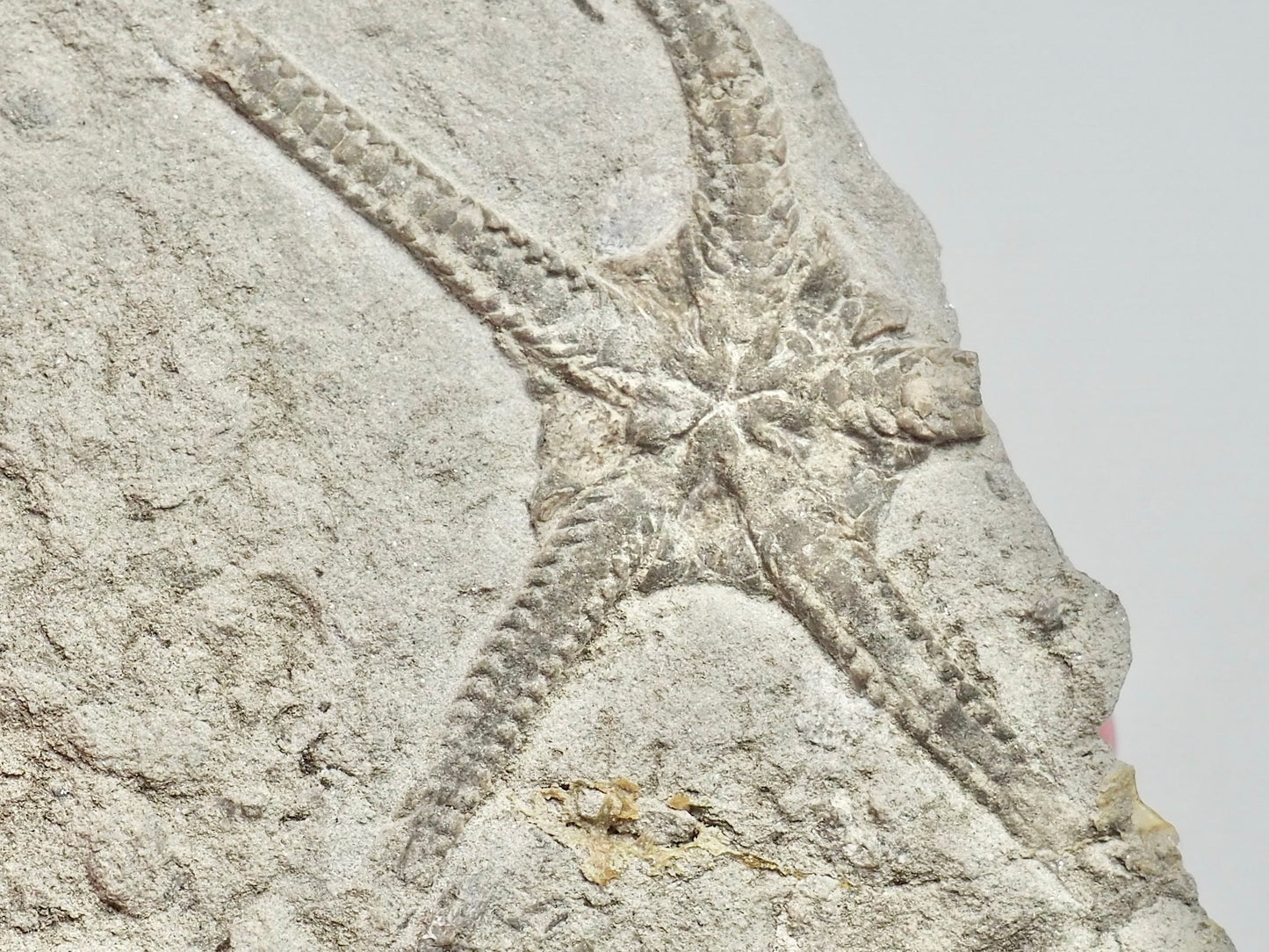 Palaeocoma Milleri - Brittlestar