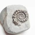 Gagaticeras Gagateum Ammonite – Whitby Jurassic Fossil – Yorkshire Coast