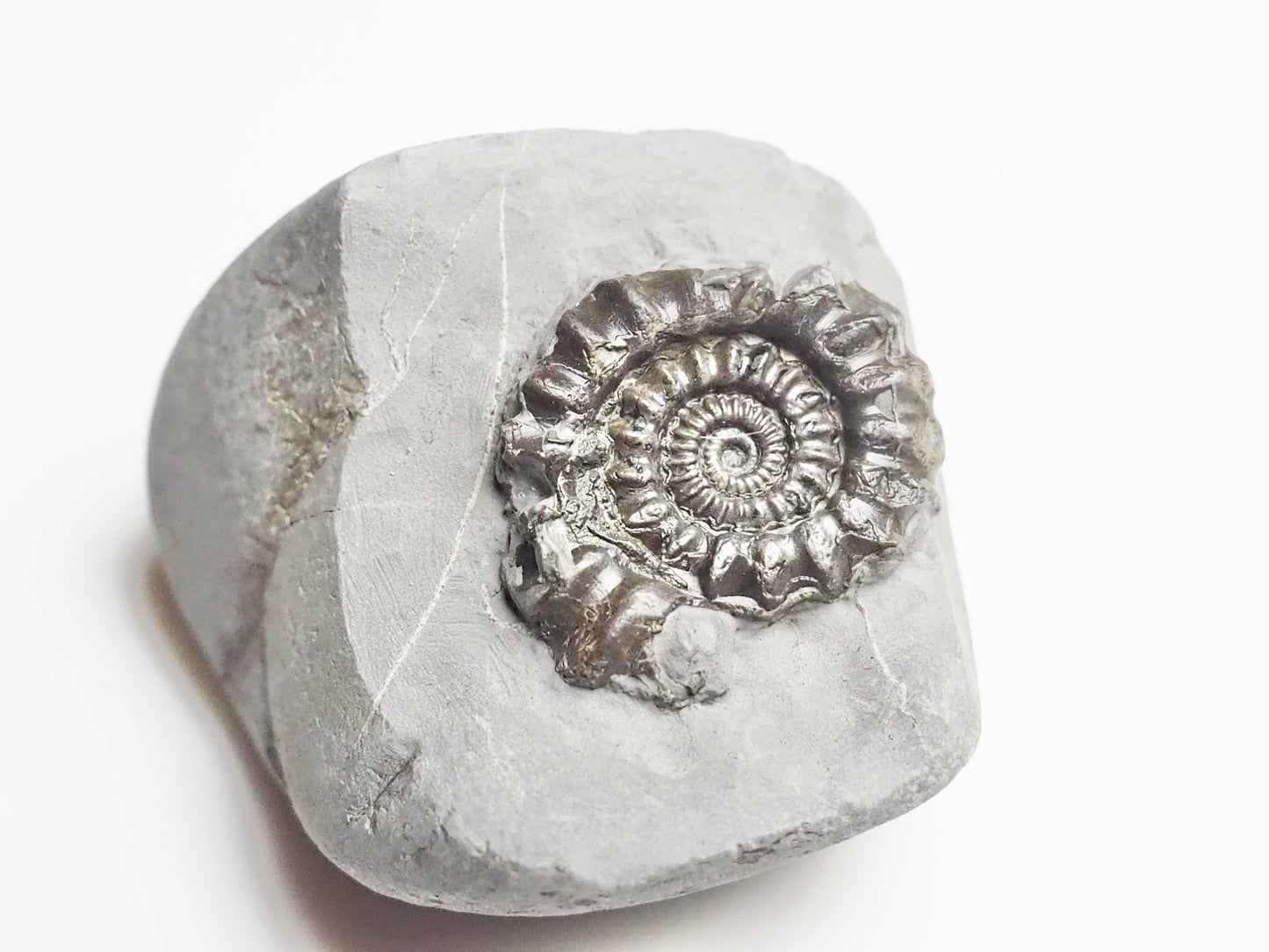 Gagaticeras Gagateum