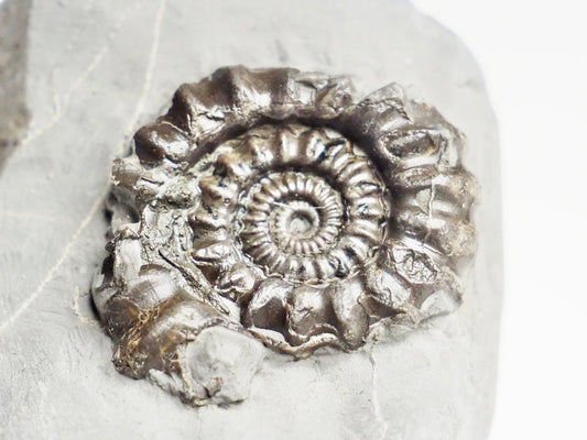 Gagaticeras Gagateum