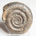 Dactylioceras Ammonite Fossil – Whitby Yorkshire Coast – Jurassic