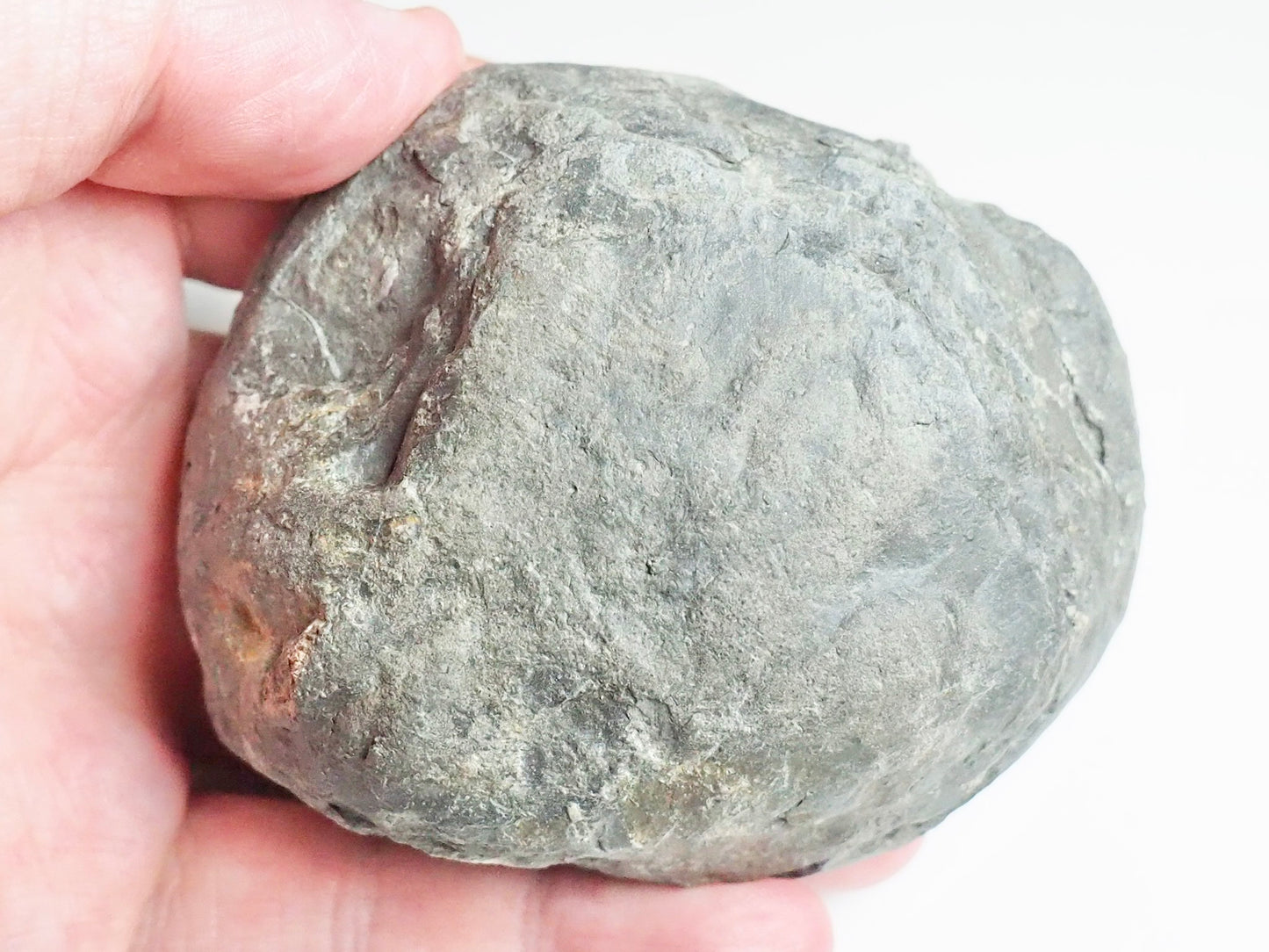 Dactylioceras POS/NEG