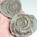 Dactylioceras POS/NEG