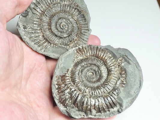 Dactylioceras POS/NEG