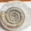 Dactylioceras