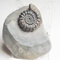 Gagaticeras Gagateum Ammonite – Whitby Jurassic Fossil – Yorkshire Coast