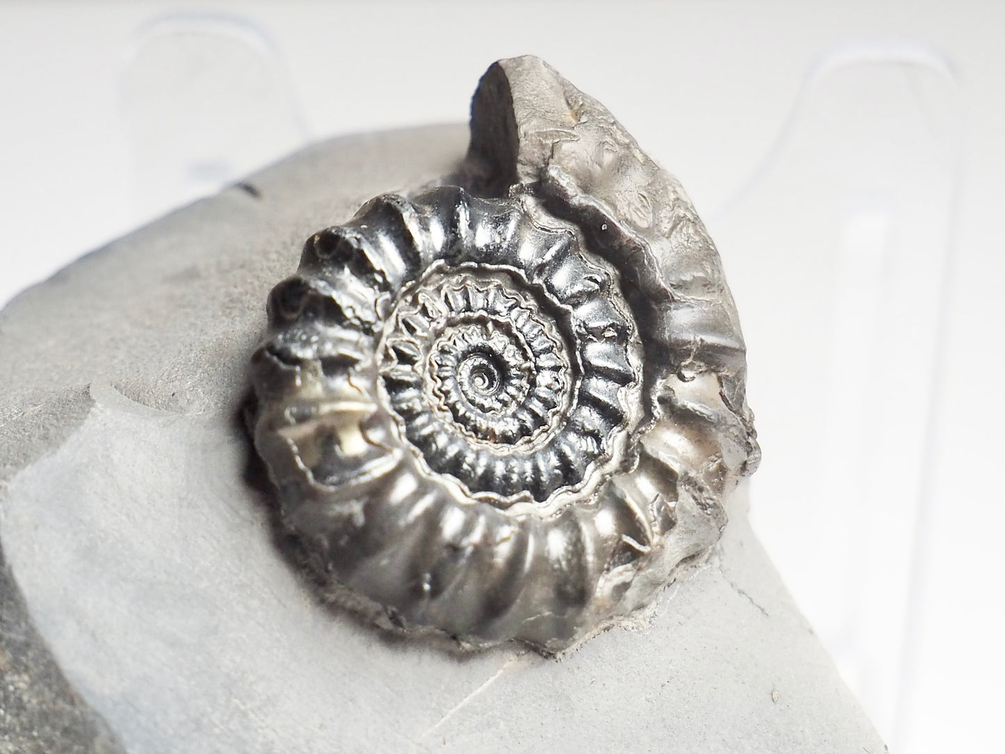 Gagaticeras Gagateum