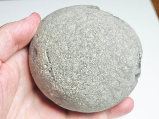 Dactylioceras semicelatum POS/NEG