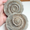 Dactylioceras semicelatum POS/NEG