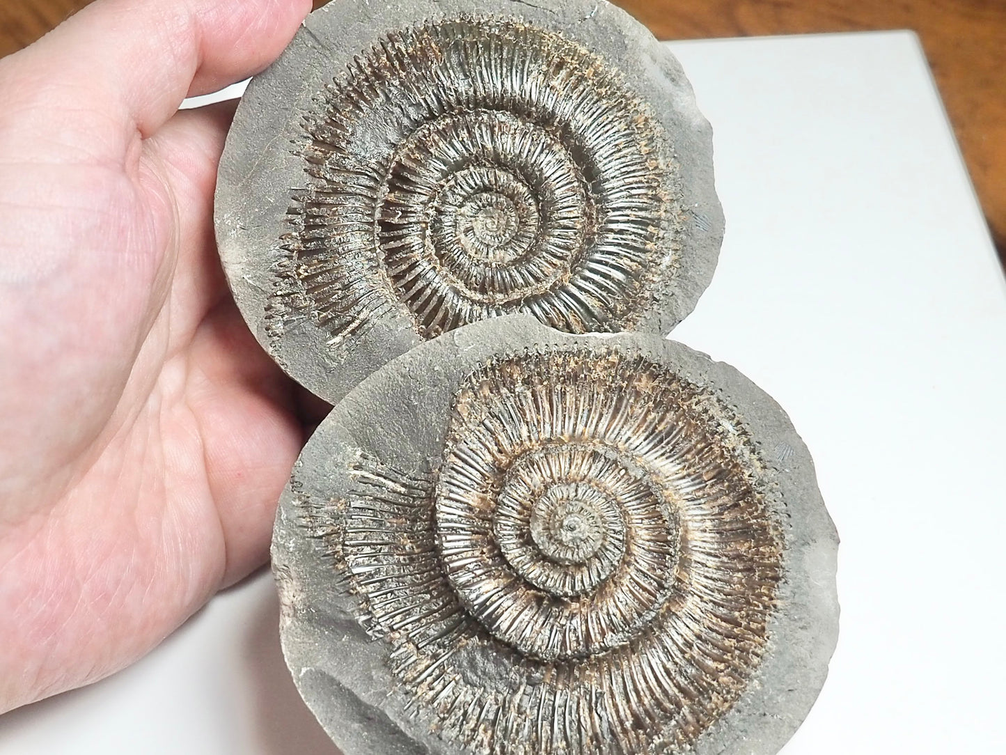 Dactylioceras semicelatum POS/NEG