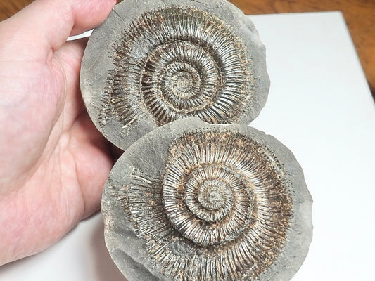 Dactylioceras semicelatum POS/NEG