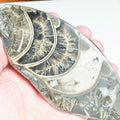 Cut & Polished Ammonite Whorl