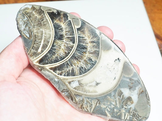Cut & Polished Ammonite Whorl