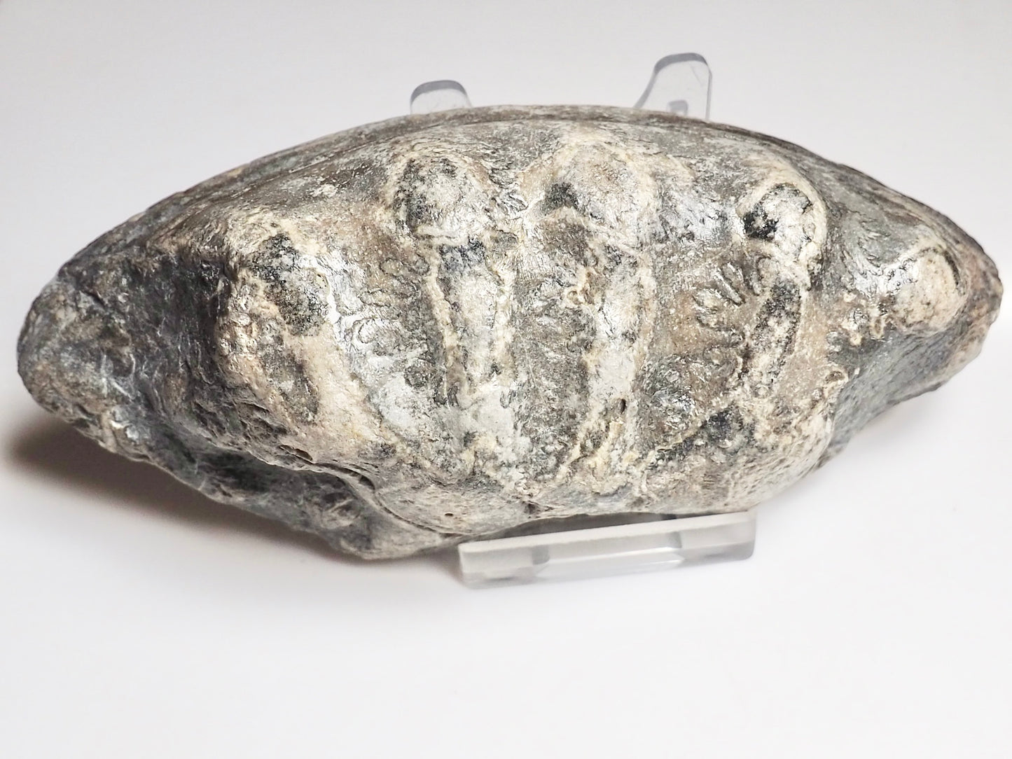 Cut & Polished Ammonite Whorl